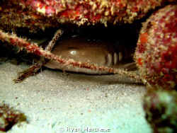 Nurse Shark hiding out during the day by Ryan Marchese 